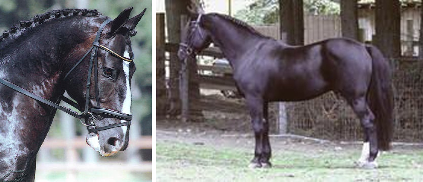 Snowford O`Donnell - Irish Draught Stallion